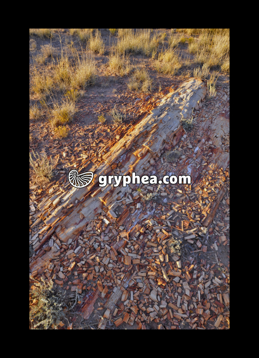 Petrified tree (Petrified forest NP, Arizona, USA) - gryphea.com
